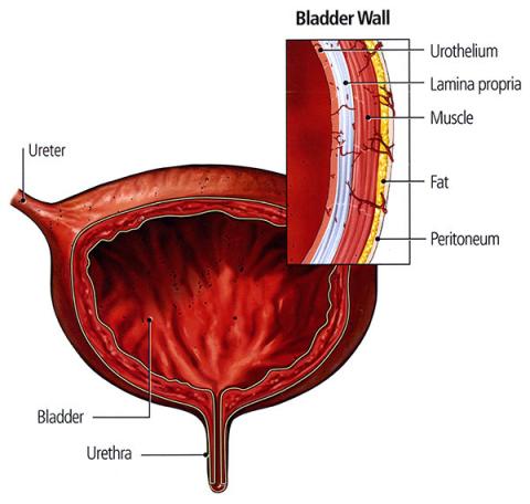 false ligament of urinary bladder