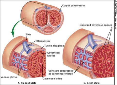 St George Urology Erectile dysfunction Impotence